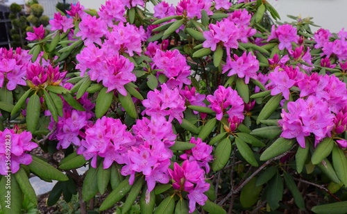 Rhododendron  Staude  Bl  te
