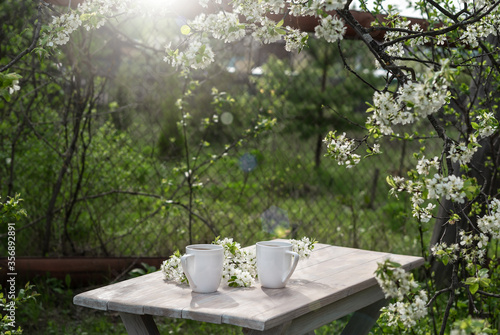 Two beautiful porcelain coffee cups with white cherry flowers on wooden table in spring garden in setting sun light. Top view.