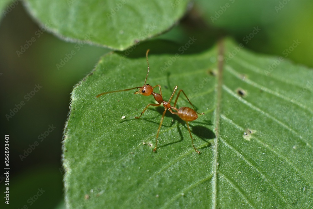 Weaver ant (Oecophylla smaragdina) or major worker Weaver ant (Oecophylla smaragdina) or major worker