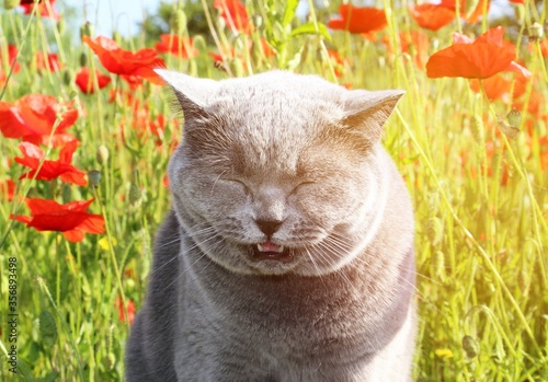 A gray cat sneezes from red poppies in a field. Allergy to the June flowering.