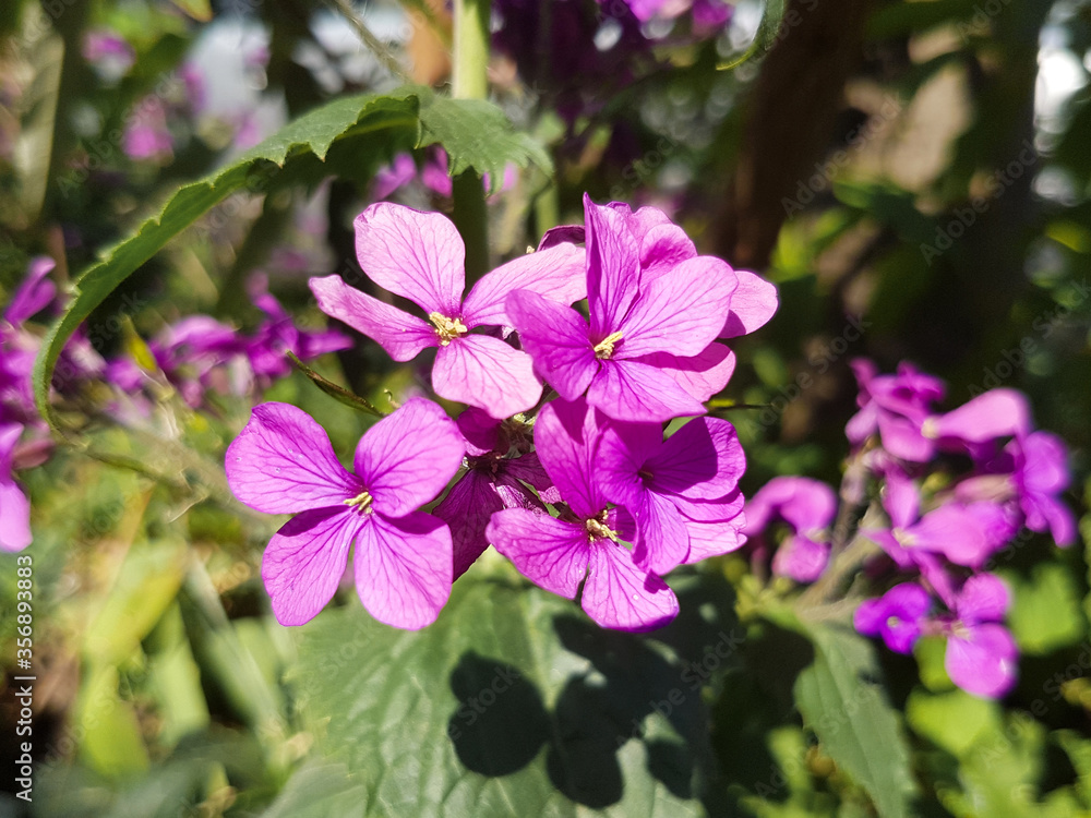 Annual honesty (in german Einjähriges Silberblatt) Lunaria annua Annual honesty (in german Einjähriges Silberblatt) Lunaria annua