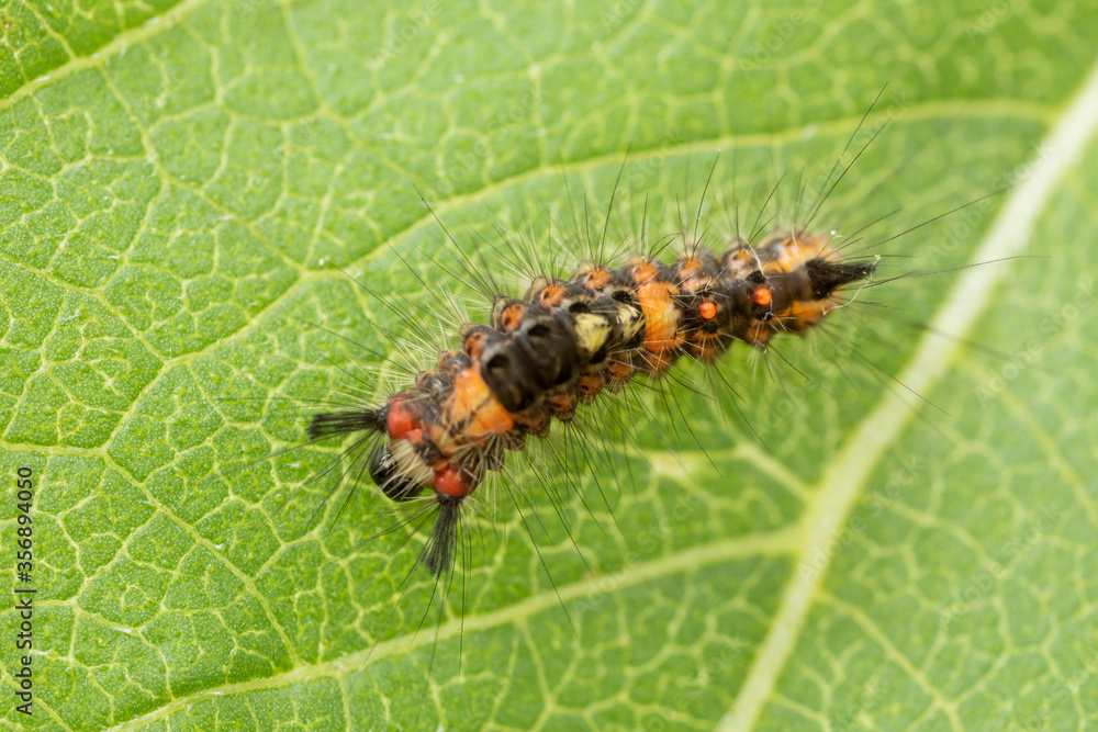 Raupe des Schlehen-Bürstenspinners Orgyia antiqua makro Raupe des Schlehen-Bürstenspinners Orgyia antiqua makro