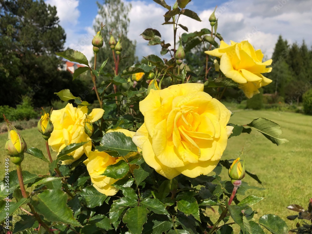 yellow roses in the garden yellow roses in the garden