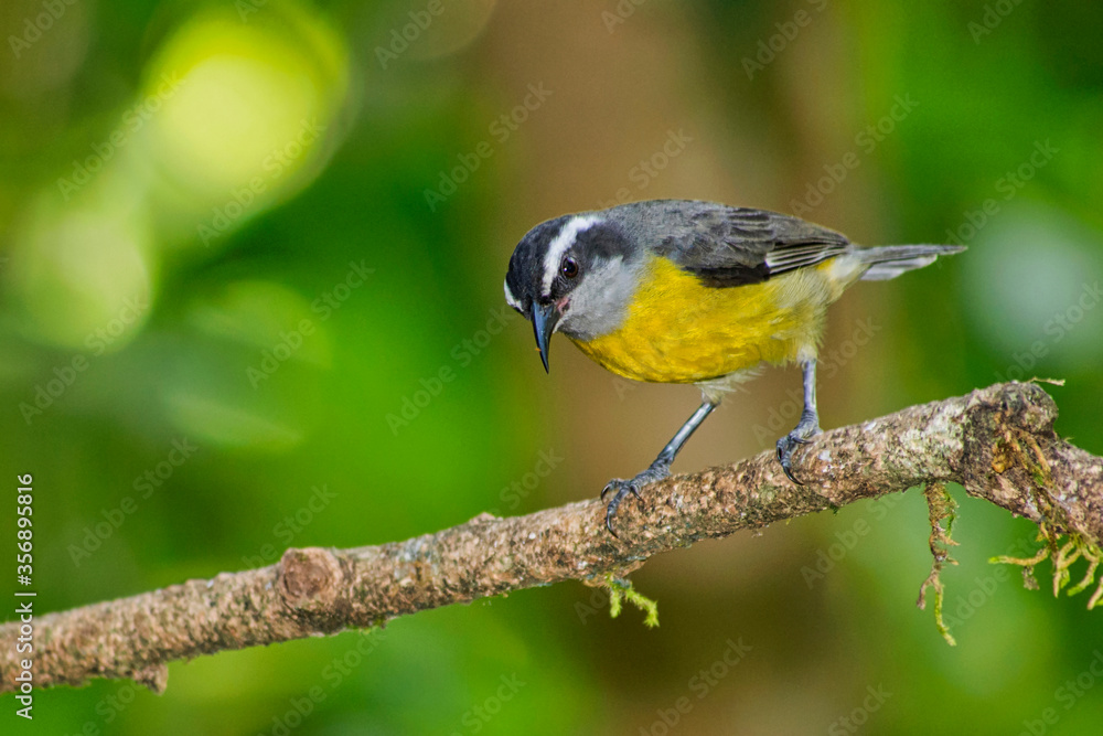 Fototapeta premium Bananaquit, Coereba flaveola, Tropical Rainforest, Costa Rica, Central America, America