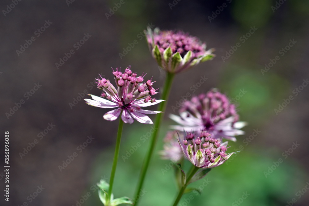 Nahaufnahme von kleinen rosa Blumen Nahaufnahme von kleinen rosa Blumen