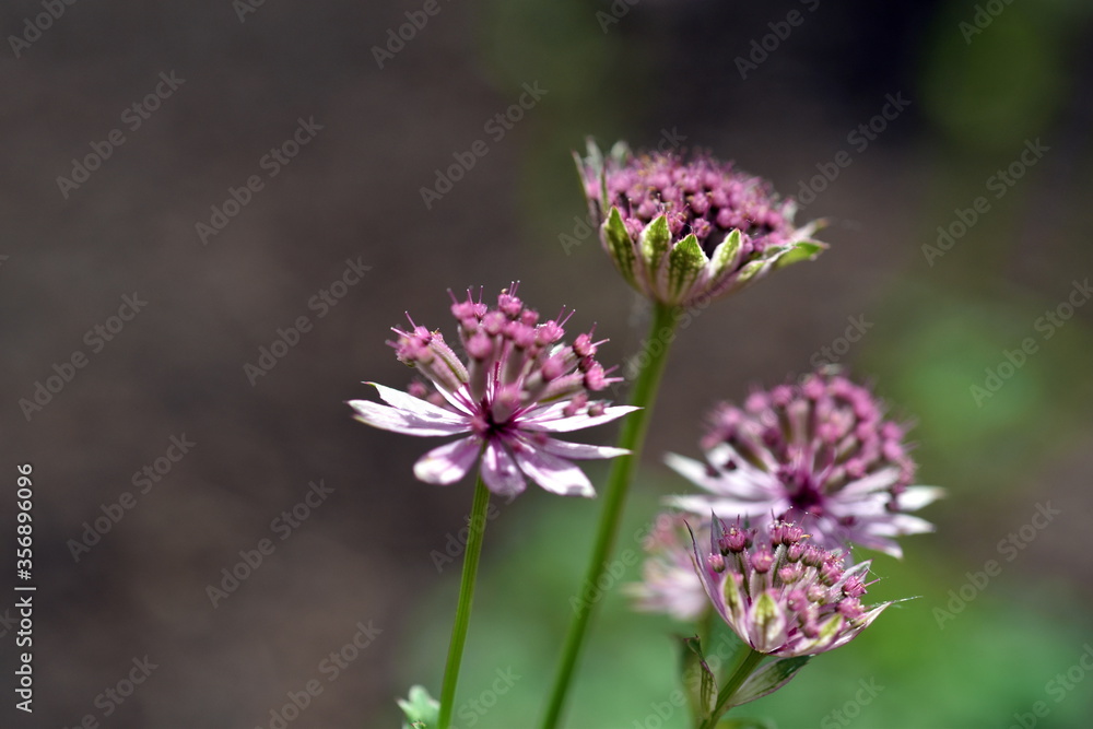 Nahaufnahme von kleinen rosa Blumen