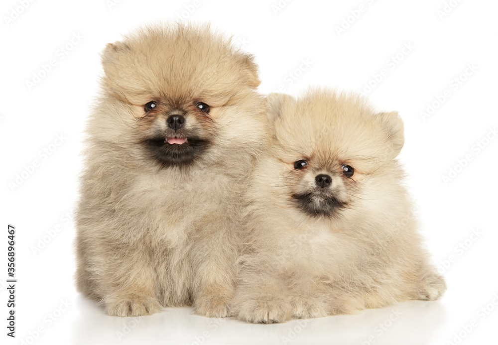 Obraz premium Two Pomeranian Spitz puppies