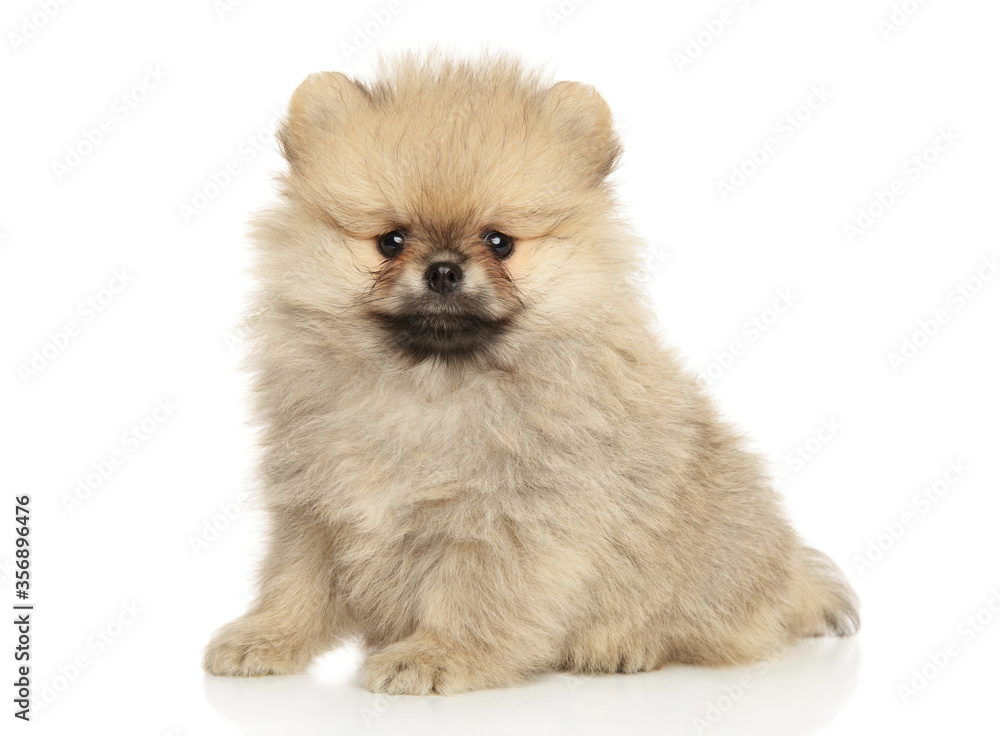 Cute Pomeranian Spitz puppy looking at the camera sitting on a white background