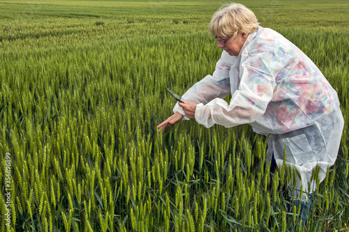 Female agronomist controls wheat