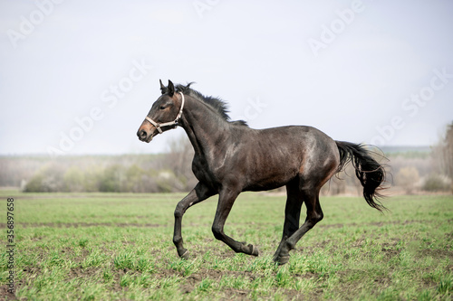 A beautiful horse is riding freely in the field © Мария Старосельцева