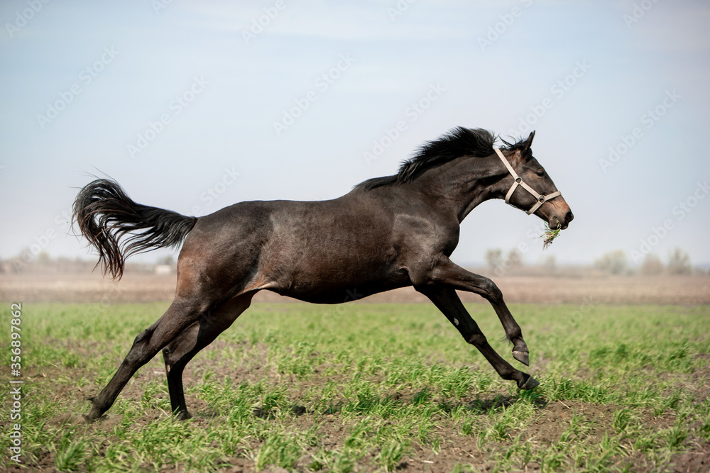 A beautiful horse is riding freely in the field A beautiful horse is riding freely in the field