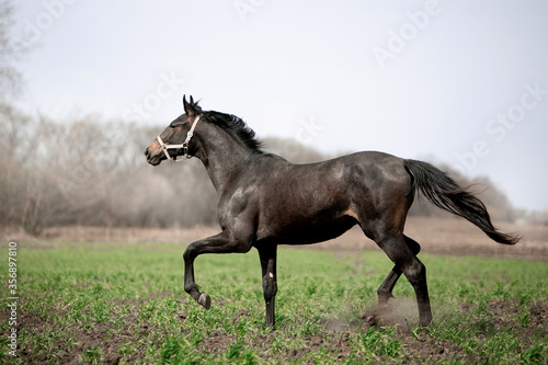 A beautiful horse is riding freely in the field