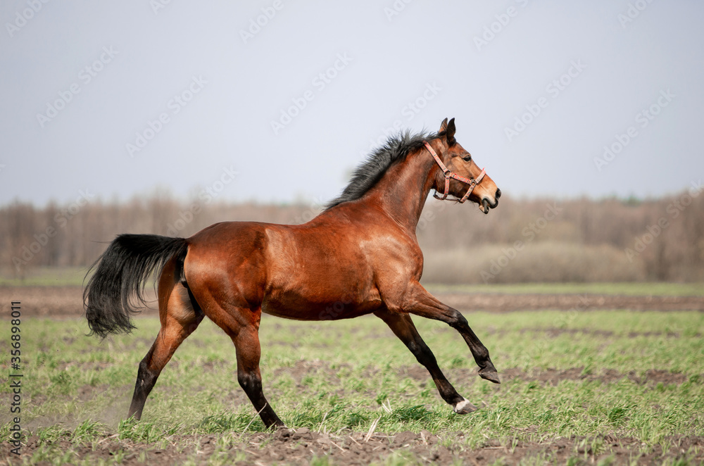 A beautiful horse is riding freely in the field A beautiful horse is riding freely in the field