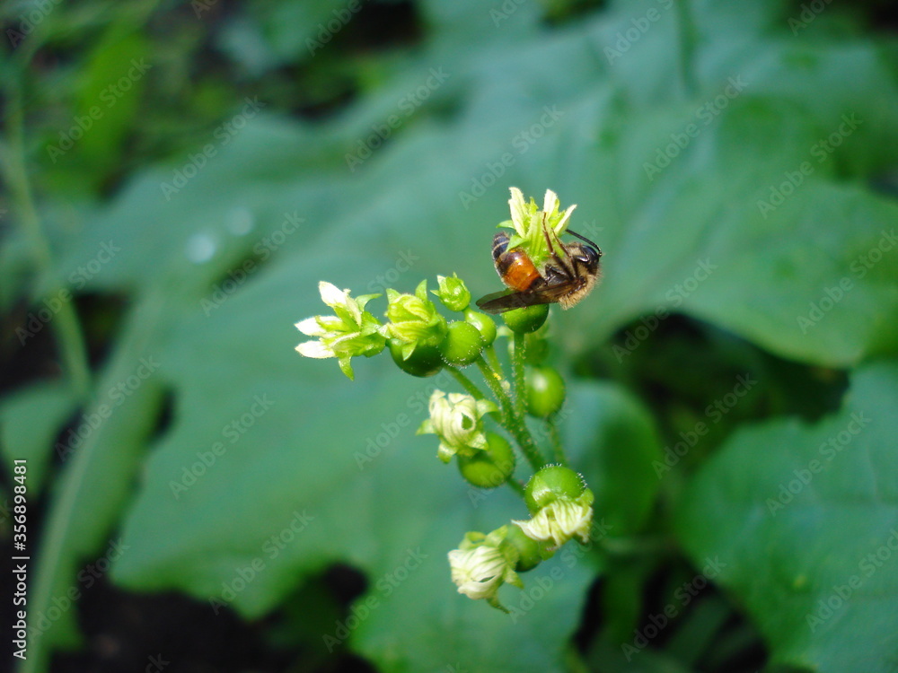 A wasp on an ivy flower. A close-up shot. A wasp on an ivy flower. A close-up shot.