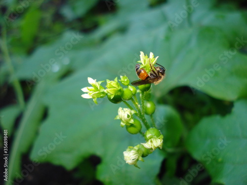 A wasp on an ivy flower. A close-up shot.