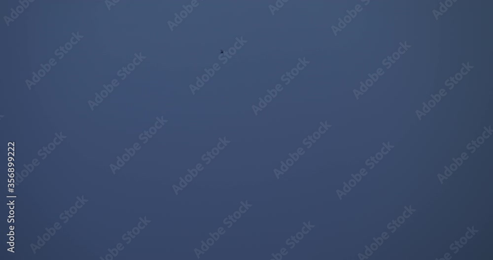 Lightning in the sky flying swallow birds Lightning in the sky flying swallow birds