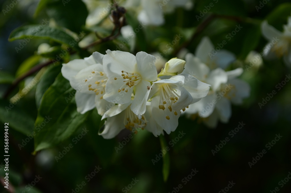 Jasmine flowers blossoming on bush in sunny day Jasmine flowers blossoming on bush in sunny day