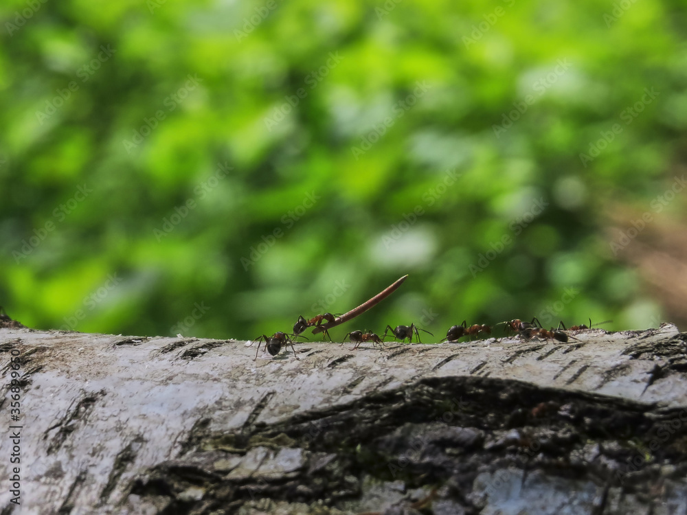 Black and red ants running and carrying loads on a birch tree close up Black and red ants running and carrying loads on a birch tree close up