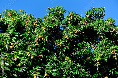Green lychee fruits in growth on tree background blue sky