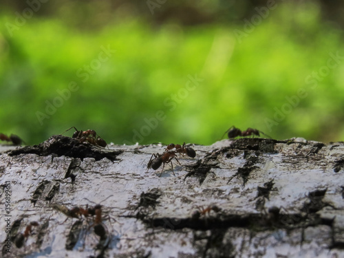 Black and red ants running and carrying loads on a birch tree close up