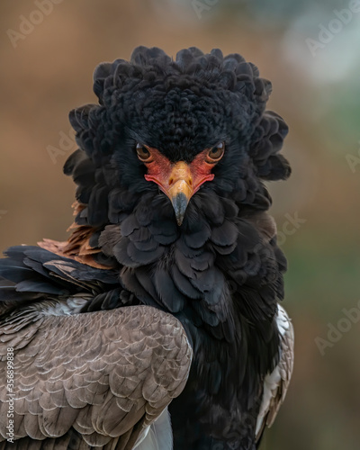 Front view portrait of a beautiful Bateleur Eagle (Terathopius ecaudatus). Bateleur Eagle head and shoulders profile. A close up view of a beautiful bateleur eagle. © Albert Beukhof