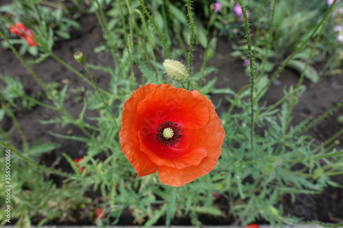 One red flower of common poppy in June © Anna