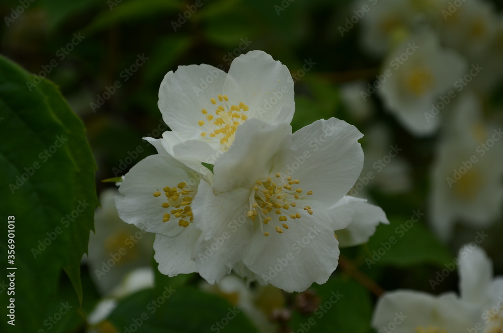 Jasmine flowers blossoming on bush in sunny day Jasmine flowers blossoming on bush in sunny day