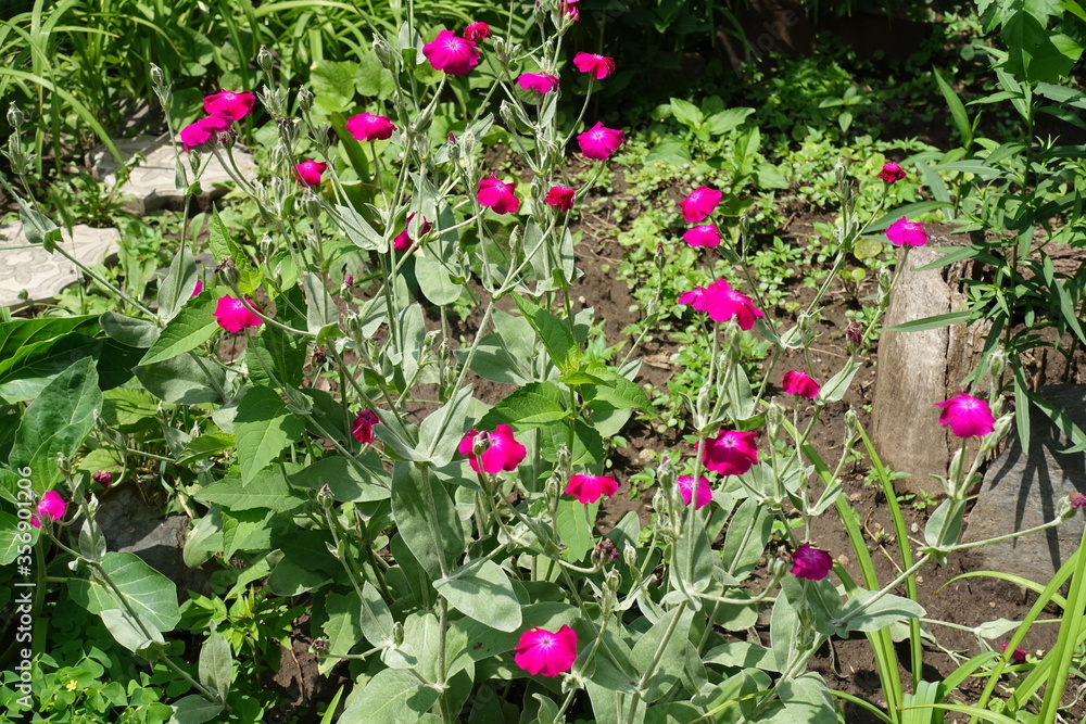 Multiple magenta colored flowers of Silene coronaria in June