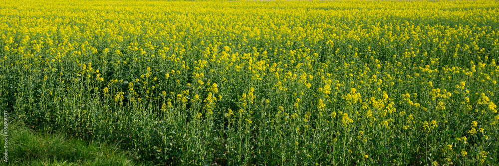 Blühender Raps (Brassica napus), Nordrhein-Westfalen, Deutschland, Europa