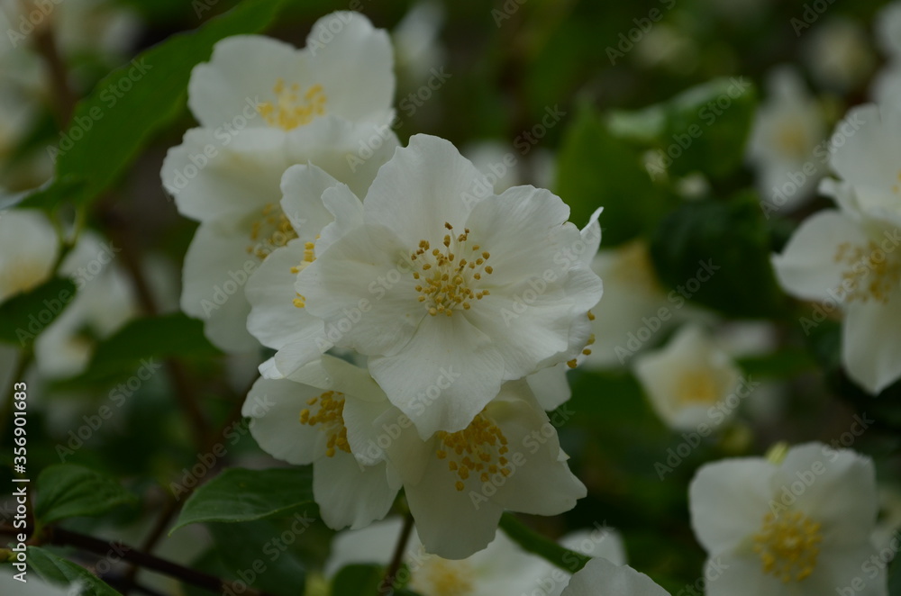 Jasmine flowers blossoming on bush in sunny day Jasmine flowers blossoming on bush in sunny day