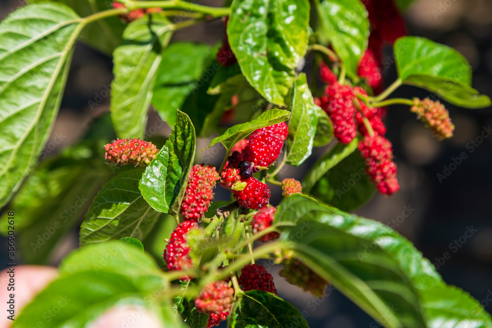 Fresh mulberry on the branch of the tree, black ripe and red unripe mulberry. Healthy fruit. Fresh mulberry on the branch of the tree, black ripe and red unripe mulberry. Healthy fruit.