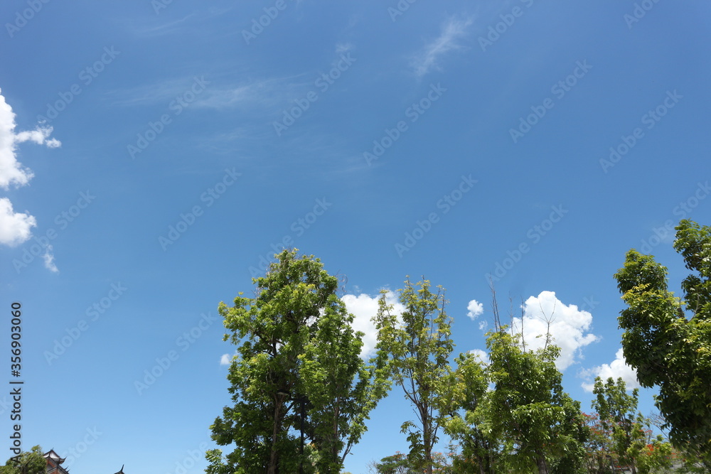 sky and tree sky and tree