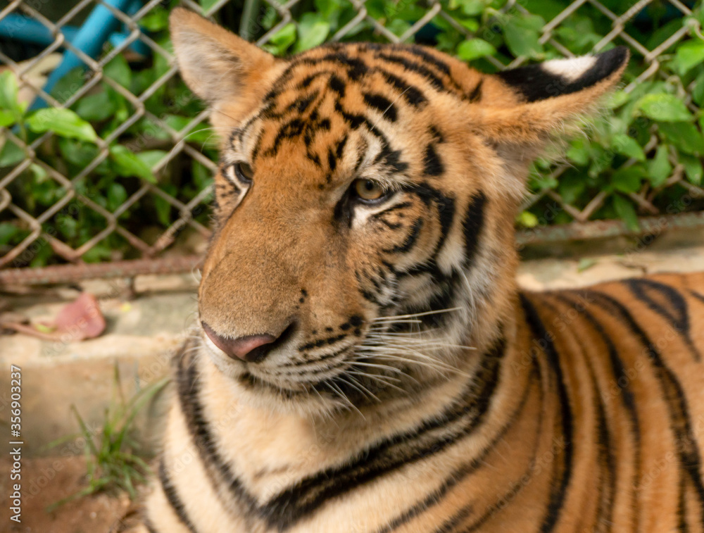 Obraz premium Caged Bengal Tiger in Thailand close up looking