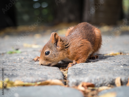 Squirrel in Skansen park / Stockholm
