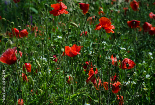 field of poppies