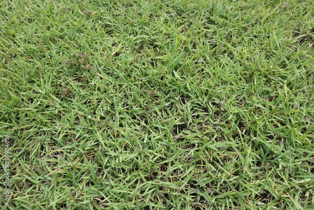 The background image of natural green lawn, green grass background The background image of natural green lawn, green grass background