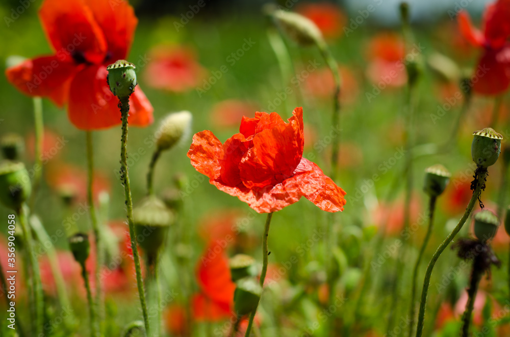 Fototapeta premium red poppy flower