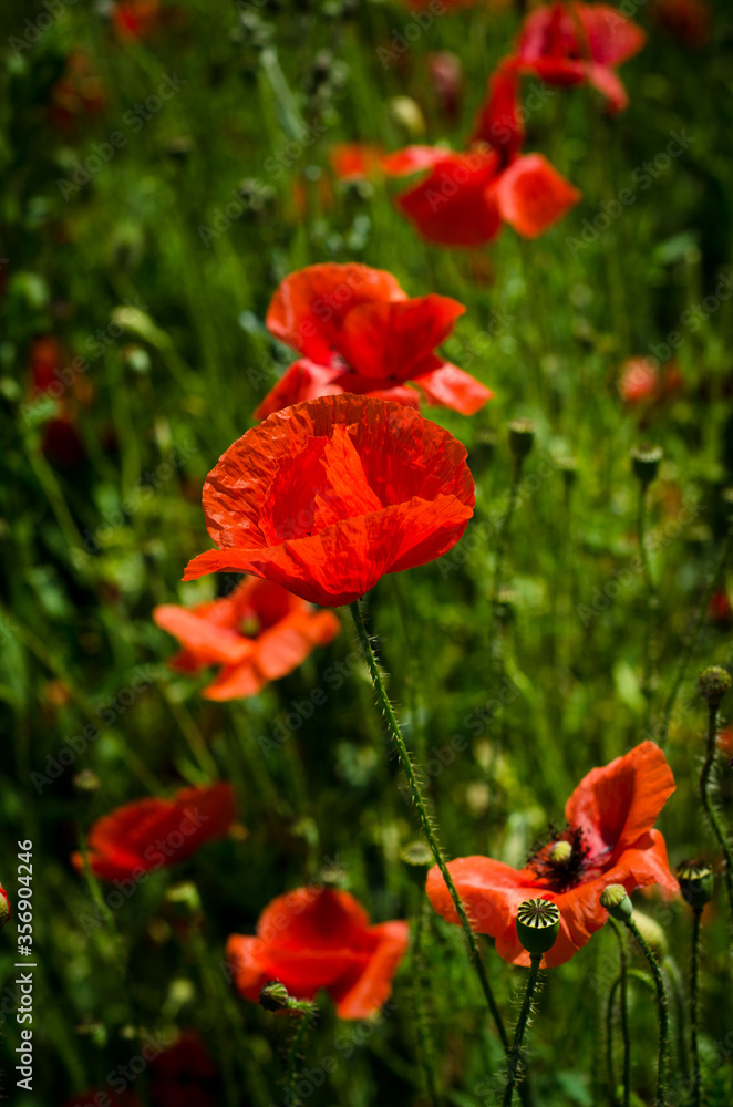 Obraz premium red poppy flowers