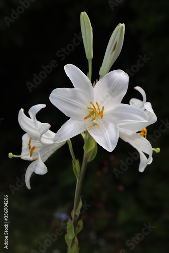 lys blanc au printemps