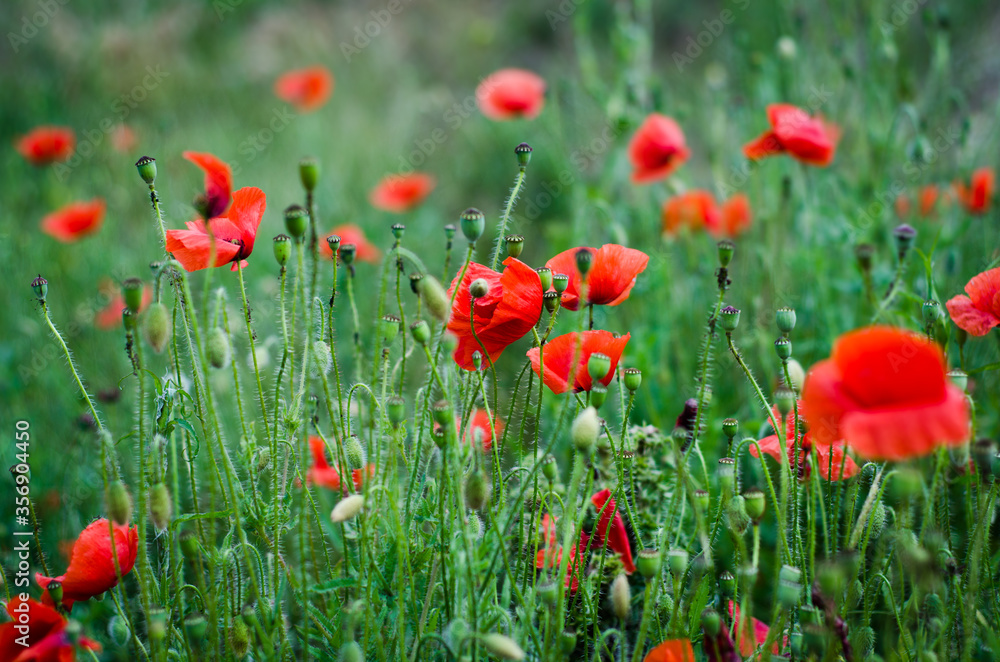 Fototapeta premium field of red poppies