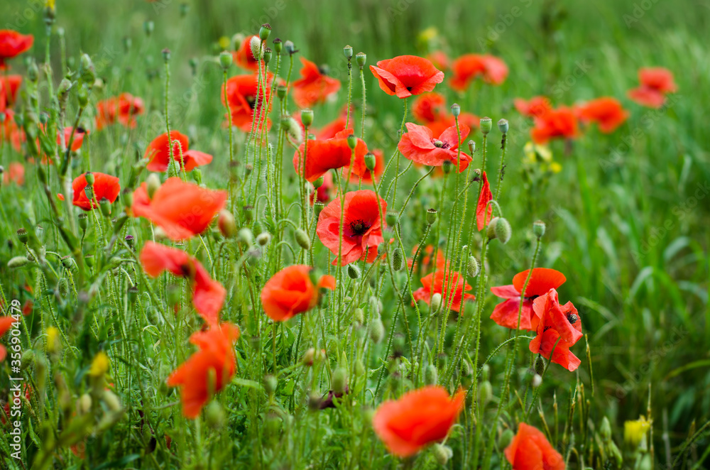 field of red poppies