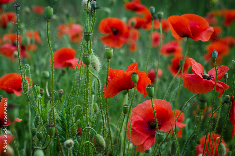 Naklejka premium field of poppies