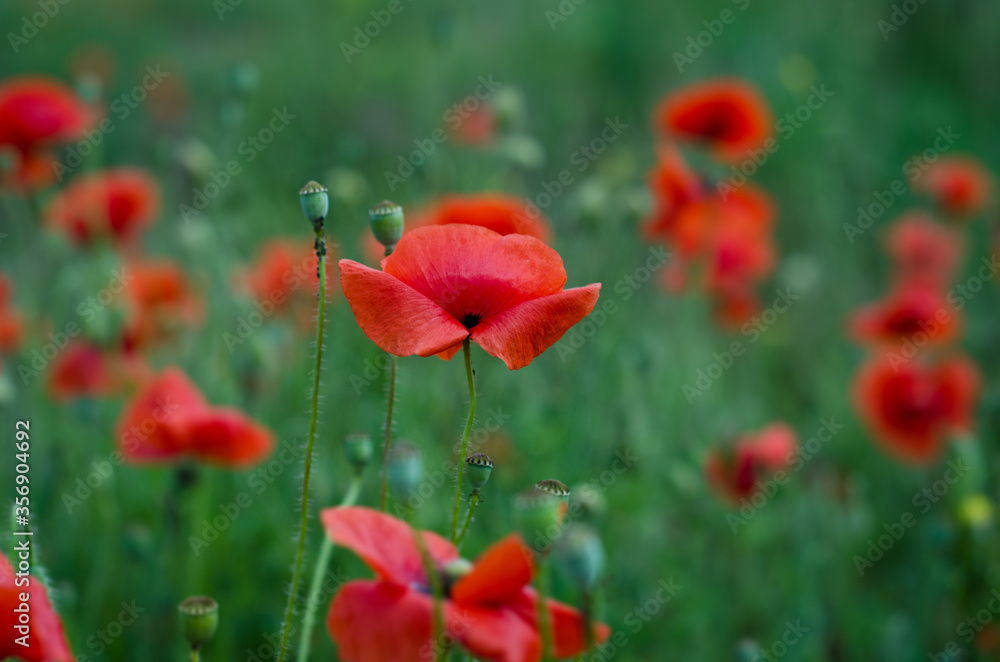 red poppy flowers