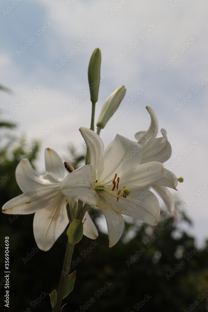 Fototapeta premium lys blanc au printemps
