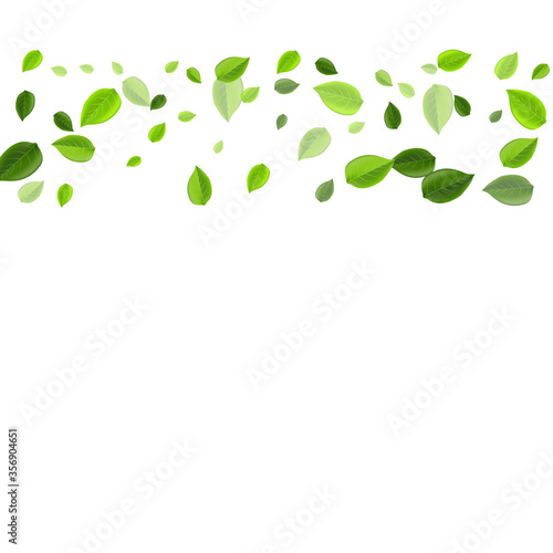 Mint Foliage Realistic Vector Background. Falling 