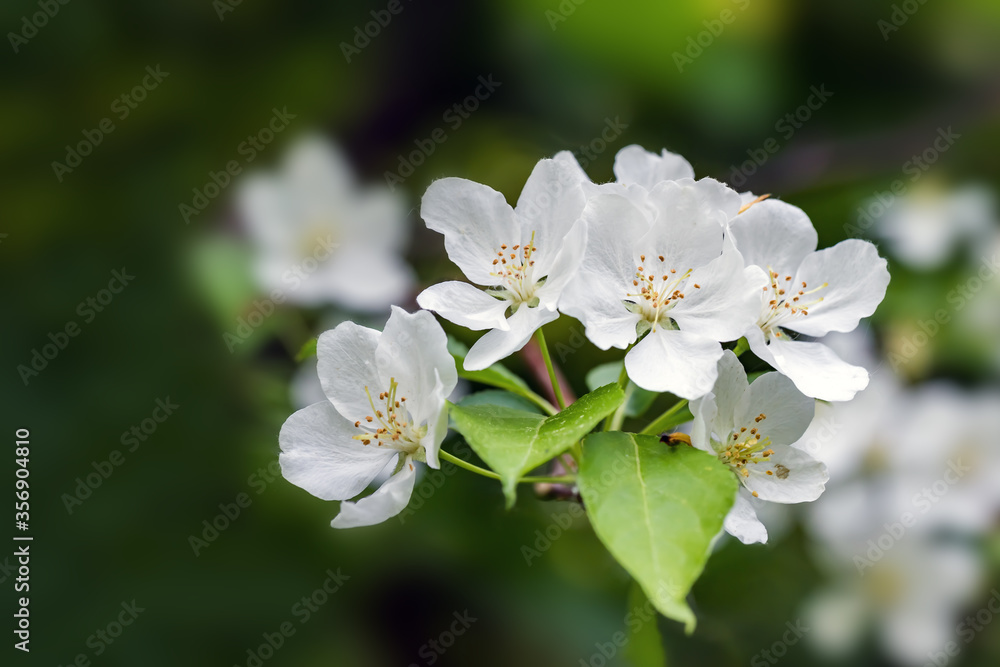 Beautiful flowering apple trees. background with blooming flowers in spring day. Beautiful flowering apple trees. background with blooming flowers in spring day.