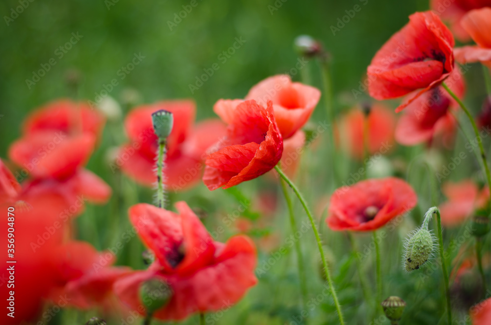 red poppy field red poppy field