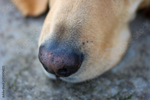 Close up of a dog's nose 