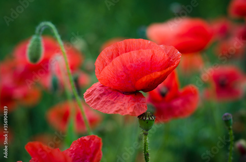 red poppy flowers