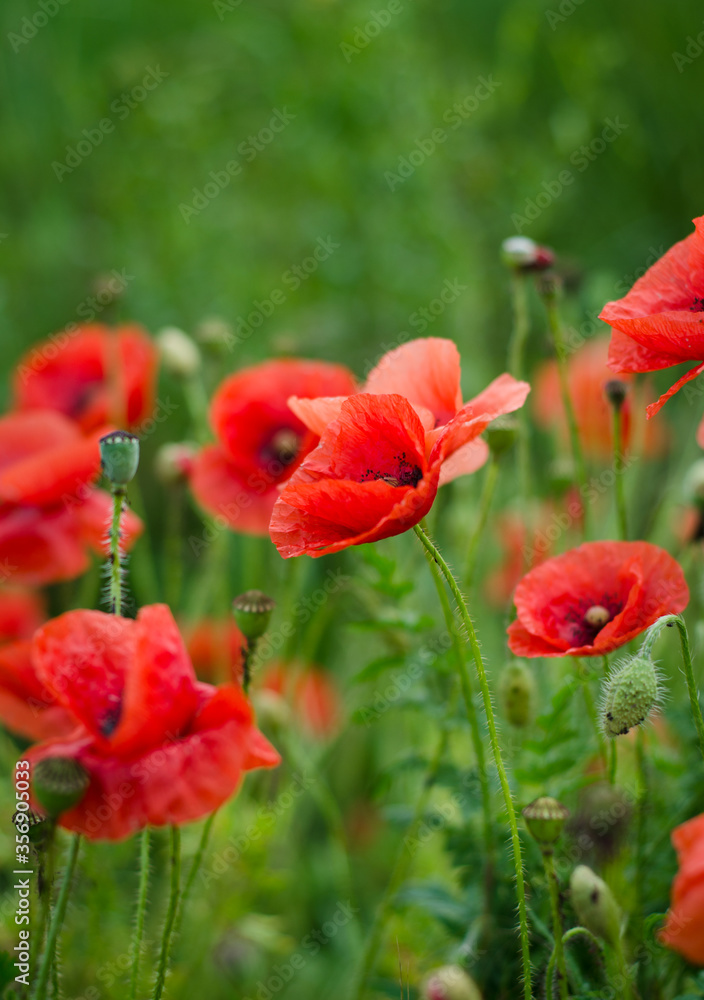 red poppy flowers red poppy flowers